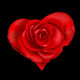 Red Roses Heart Shape