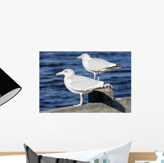 Sea Gulls Maine Usa