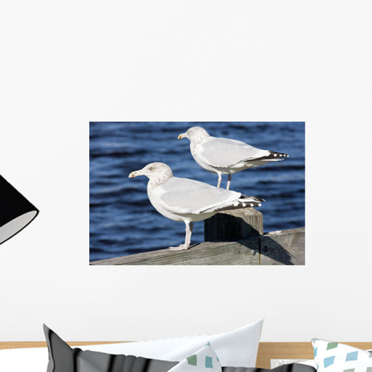 Sea Gulls Maine Usa