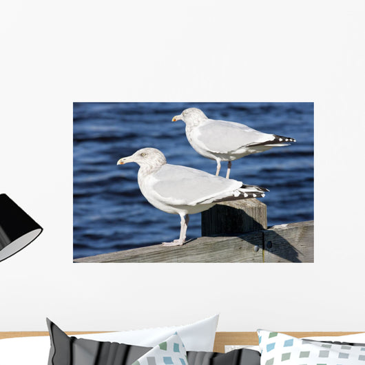 Sea Gulls Maine Usa