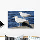 Sea Gulls Maine Usa