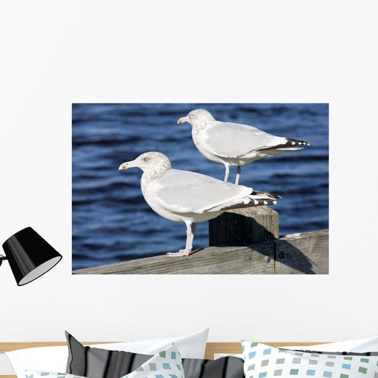 Sea Gulls Maine Usa