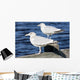 Sea Gulls Maine Usa