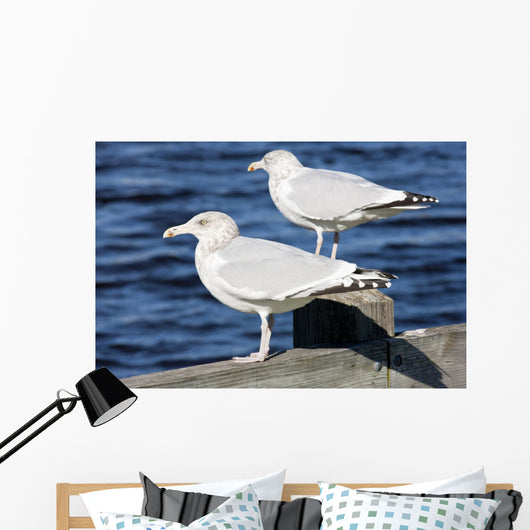 Sea Gulls Maine Usa