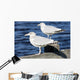Sea Gulls Maine Usa