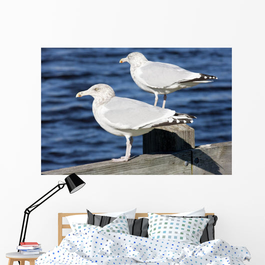 Sea Gulls Maine Usa