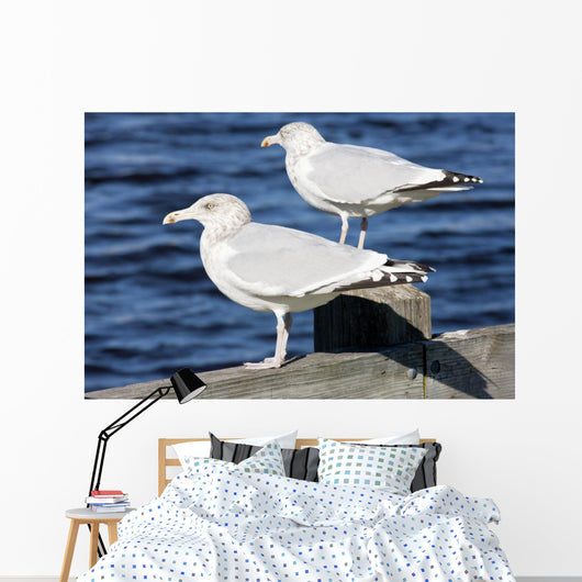 Sea Gulls Maine Usa