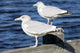 Sea Gulls Maine Usa