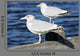 Sea Gulls Maine Usa