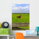 Young Foal Meadows Wall Mural