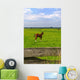 Young Foal Meadows Wall Mural
