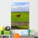 Young Foal Meadows Wall Mural