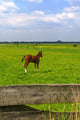 Young Foal Meadows Wall Mural