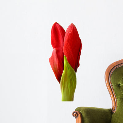 Amaryllis Buds Wall Decal shown on a wall