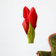 amaryllis buds Wall Decal