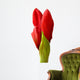 amaryllis buds Wall Decal