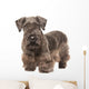 Cesky Terrier Wall Decal