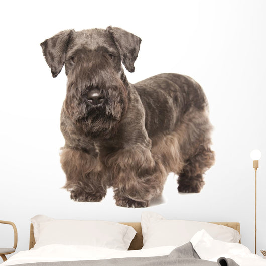 Cesky Terrier Wall Decal