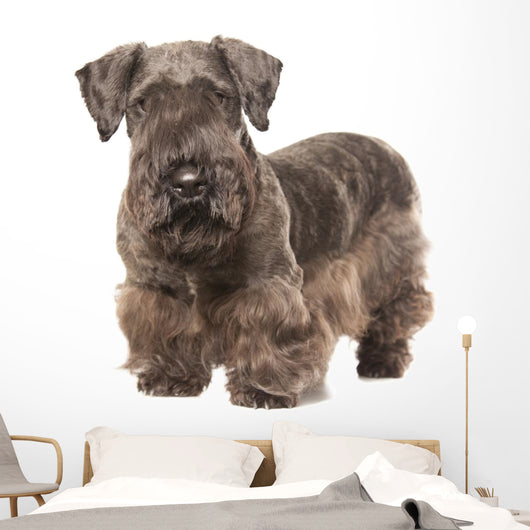 Cesky Terrier Wall Decal