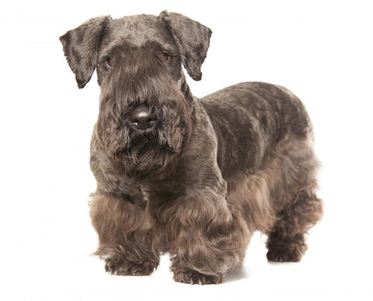 Cesky Terrier Wall Decal