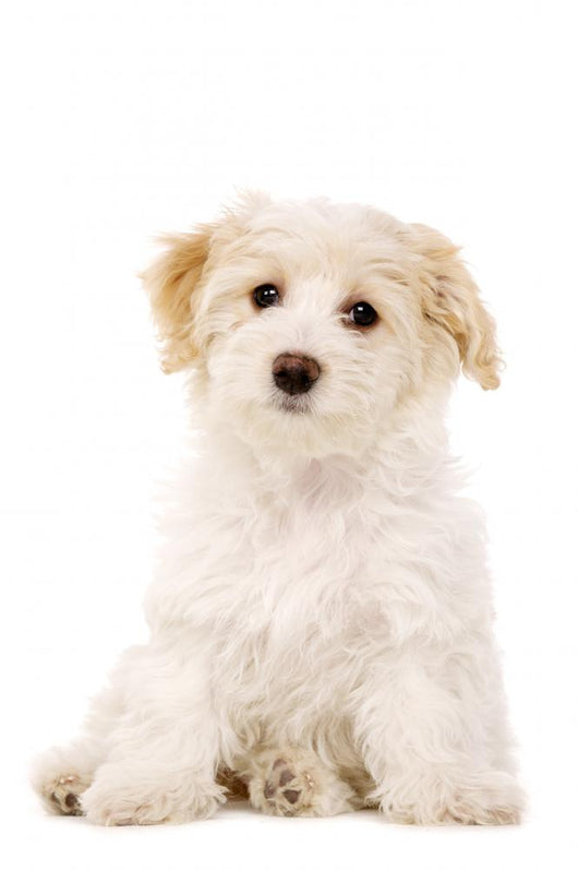 Puppy Sat White Wall Decal