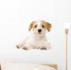 Puppy Laid Isolated on a White Background Wall Decal