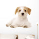 Puppy Laid Isolated on a White Background Wall Decal