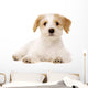 Puppy Laid Isolated on a White Background Wall Decal