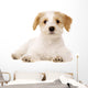 Puppy Laid Isolated on a White Background Wall Decal