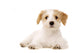 Puppy Laid Isolated on a White Background Wall Decal