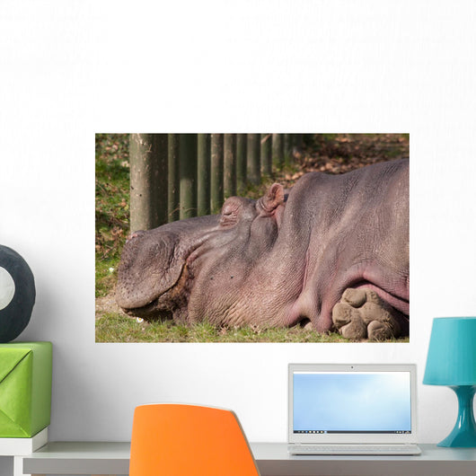 Hippopotamus