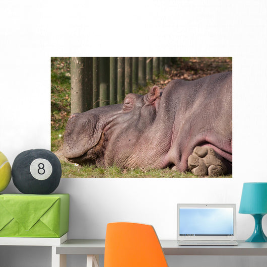 Hippopotamus