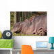 Hippopotamus