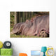 Hippopotamus