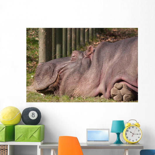 Hippopotamus
