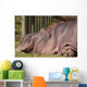 Hippopotamus