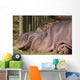 Hippopotamus