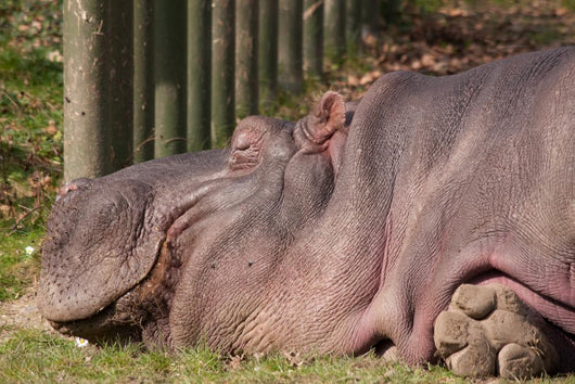 Hippopotamus