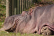 Hippopotamus
