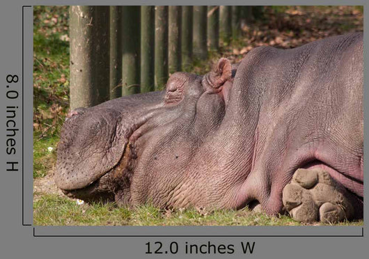 Hippopotamus