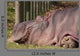Hippopotamus
