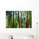 Big Sequoia Trees Sequoia