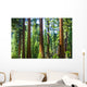 Big Sequoia Trees Sequoia