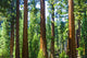 Big Sequoia Trees Sequoia