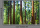 Big Sequoia Trees Sequoia