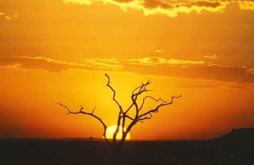 African Sunset Wall Decal