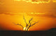 African Sunset Wall Decal