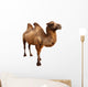 bactrian camel. Isolated on white Wall Decal