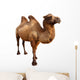 bactrian camel. Isolated on white Wall Decal