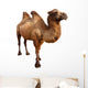 bactrian camel. Isolated on white Wall Decal